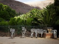 Oasis Park Fuerteventura DekaDeEs  (29)  OASIS PARK Fuerteventura 2016 fot. DeKaDeEs/Kroniki Poznania © ®